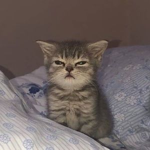 Meet your Posher, Preston